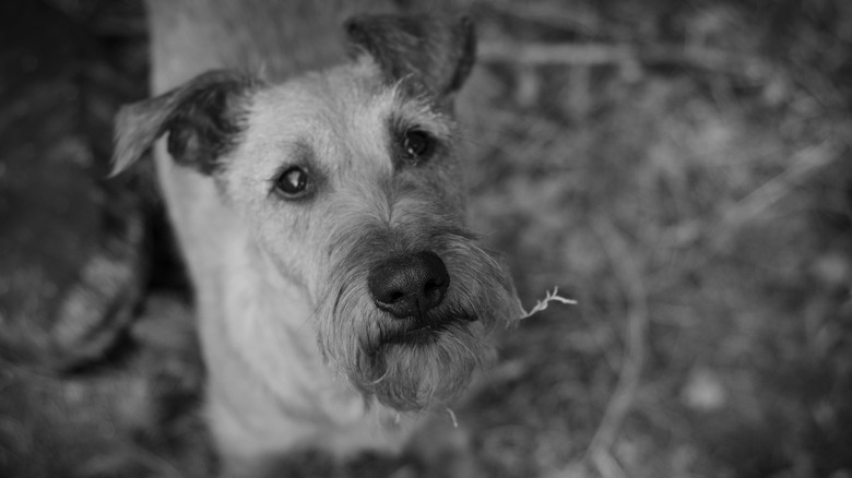 An Irish terrier looks up at the camera in a black and white photo