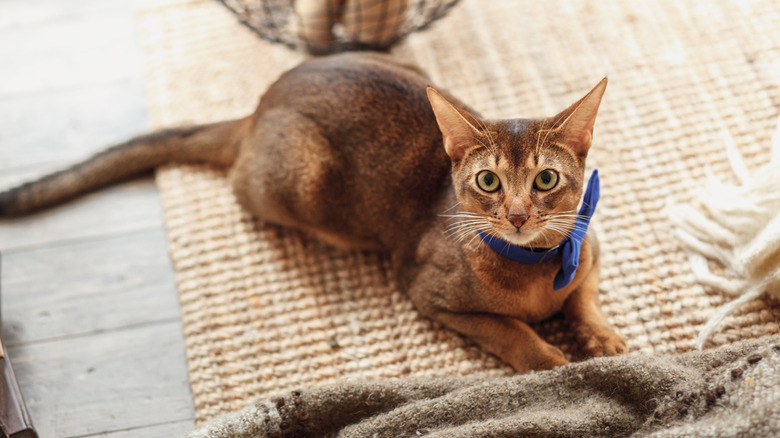 An Abyssinian cat wearing a bow tie lies on a rug and looks up at the camera.