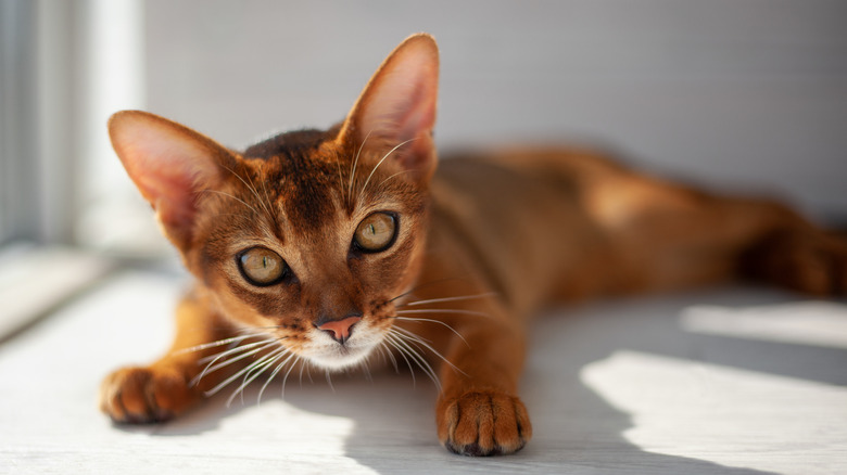 An Abyssinian cat lies near a window with their head up.