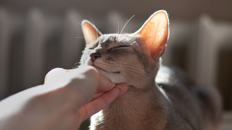 A hand pets an Abyssinian cat under the chin, and the cat's eyes are closed.