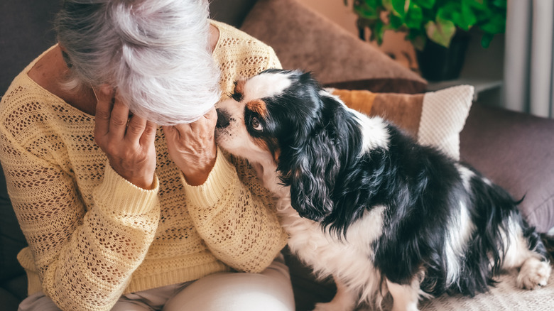 a mature woman hides her face in her hands as a small dog nudges her inquiringly