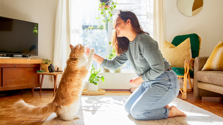 a smiling woman gives her cat a treat as it stands on its hind legs