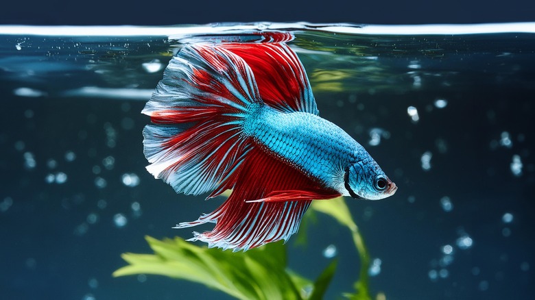 blue and red betta fish