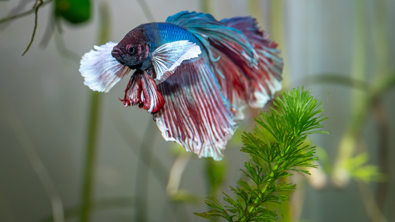 betta fish swimming in a tank