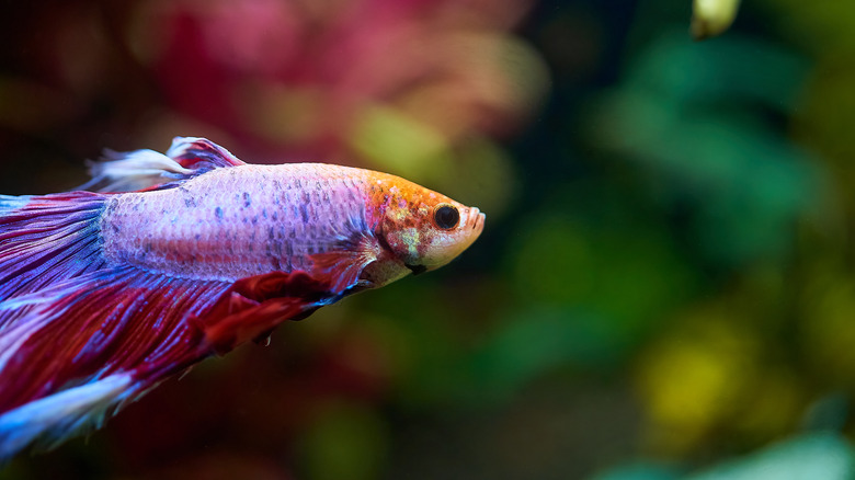 close-up of a colorful betta fish