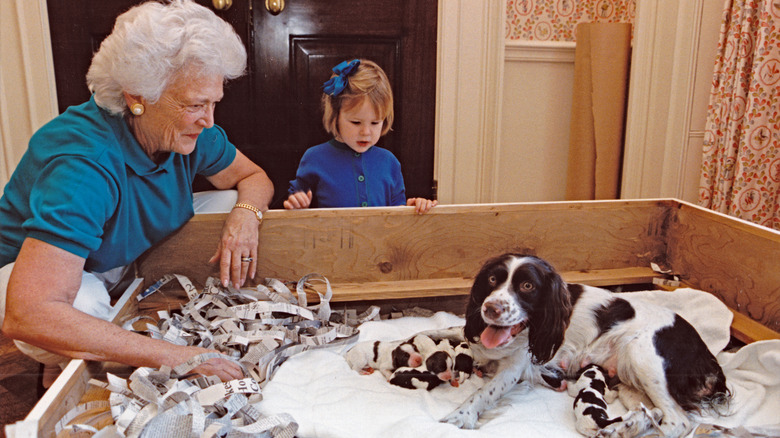 First Lady Barbara Bush looks on as her dog, Millie, nurses a litter of puppies