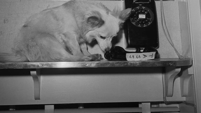 President John F. Kennedy's dog, Pushinka, sniffs a phone in the White House press room