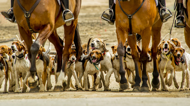 American foxhounds run behind horses during a hunt