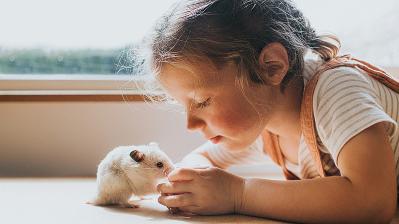 Young girl lying on floor, playing with Syrian hamster