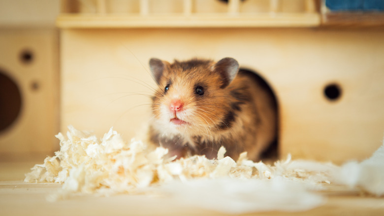 A Syrian hamster peeks out of a hole in its enclosure