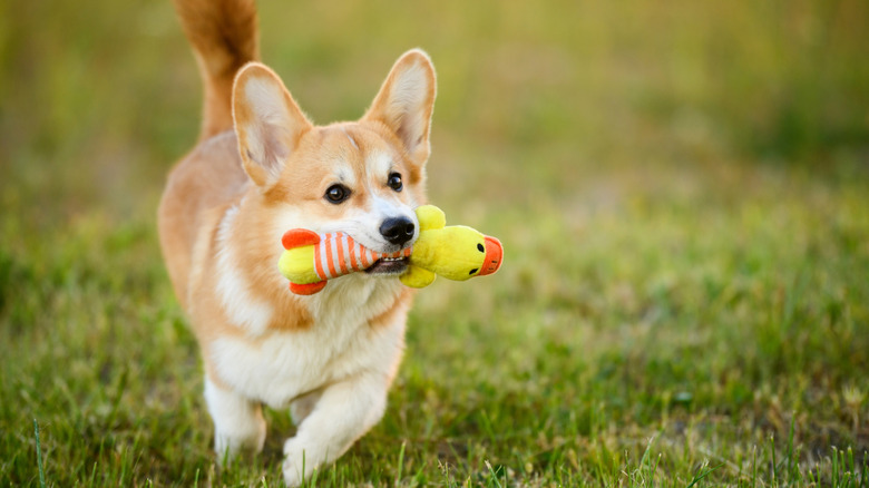 A corgi running with a toy duck in its mouth