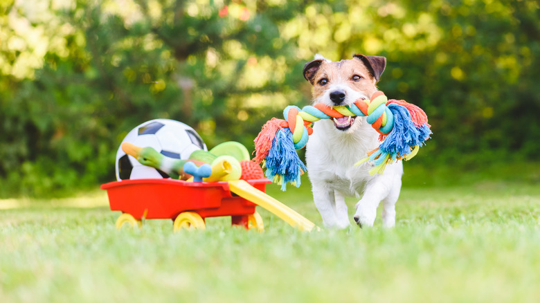 A Jack Russell Terrier with a rope in its mouth bringing it towards a pile of toys