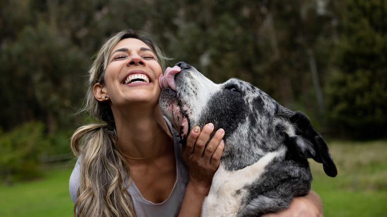 a big dog licking its owner on the face