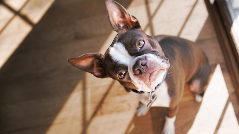 A Boston Terrier tilting its head