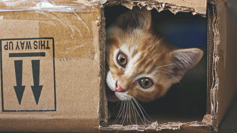 Ginger kitten peaking out of a hole in a cardboard box