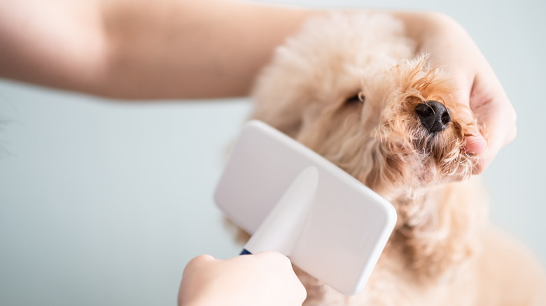 dog being brushed