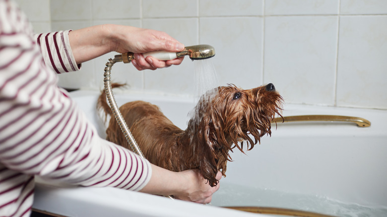 dog being bathed