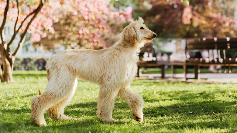 an afghan hound outside