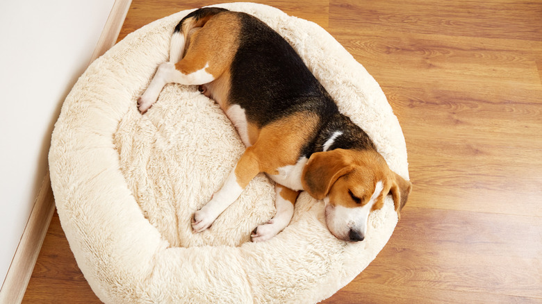 Beagle asleep on a fluffy bed