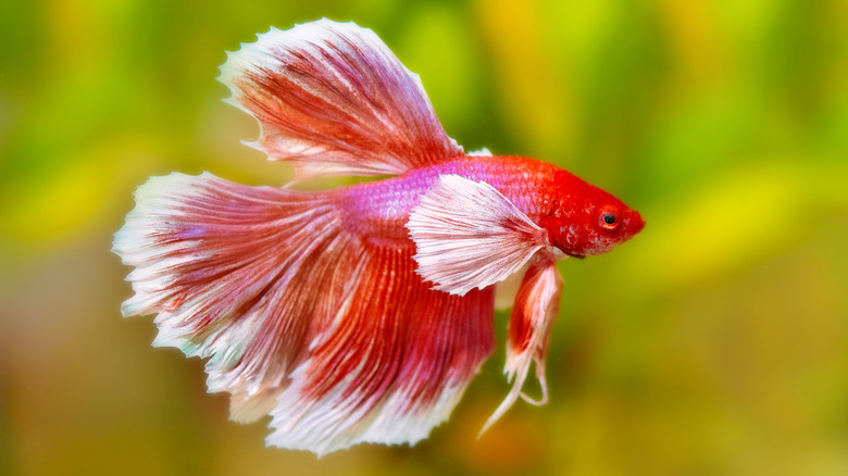 A bright red betta fish