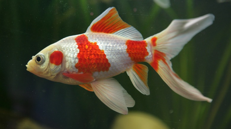 A white and orange comet goldfish swimming in a tank