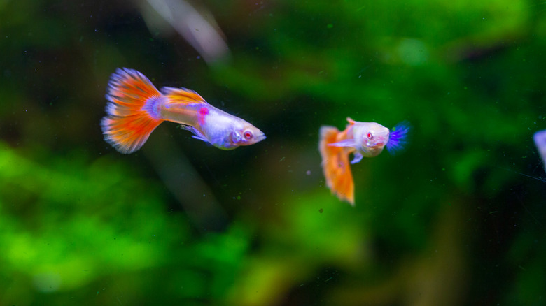 Two brightly colored guppies with red eyes