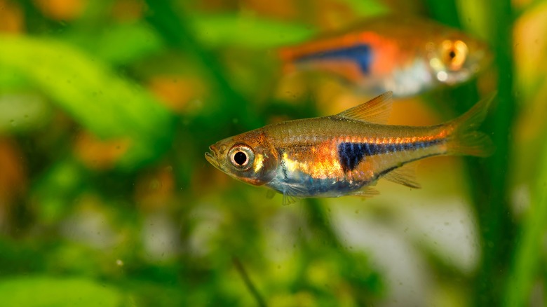 Harlequin rasboras swimming in a tank