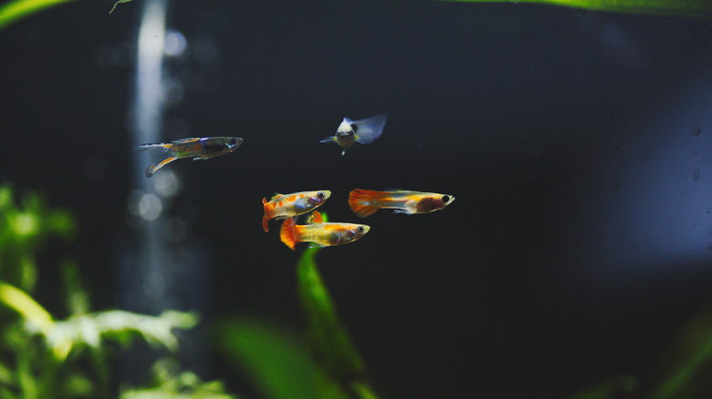 A group of guppies swimming in a tank.