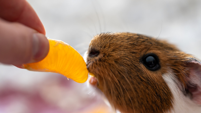 A hand feeds a guinea pig a slice of orange.