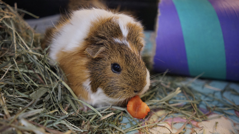 A guinea pig standing in hay eats a small piece of a strawberry.