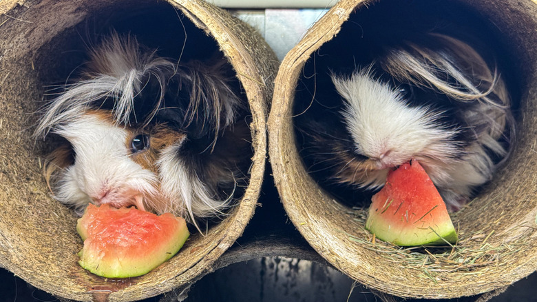 Two long-haired guinea pigs in tubes eat watermelon.