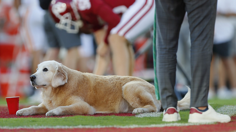 Ben, Kirk Herbstreit's golden retriever, lying on football field