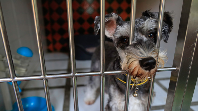 Schnauzer in boarding kennel