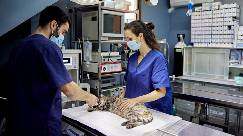 Cat on operating table with vet and vet tech