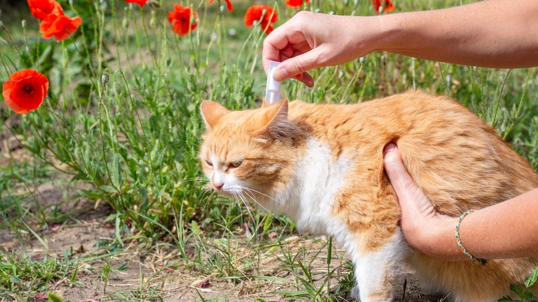 Person giving cat topical flea medication outside