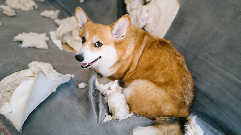 Corgi next to shredded sofa