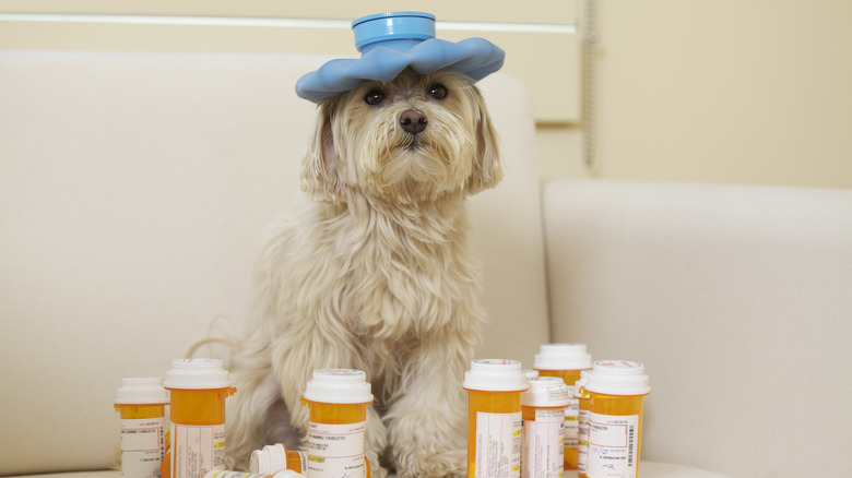 Dog with ice pack on head, med bottles in foreground