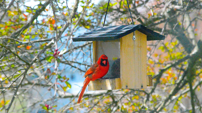 A cardinal sits at a bird feeder