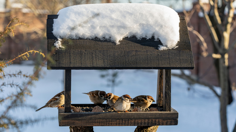 A group of sparrows hang out at a wooden bird feeder