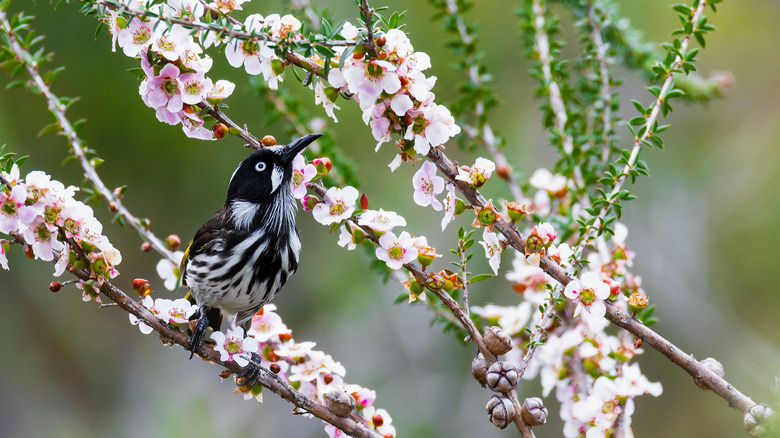 Native plants can provide extra food and shelter for wild birds