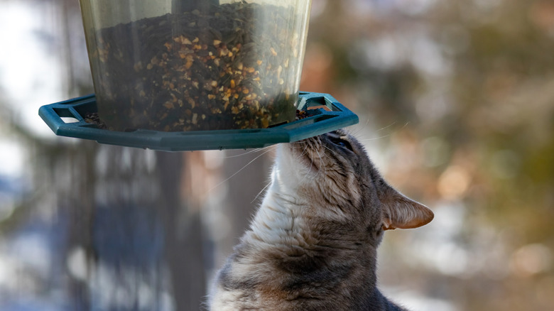 A cat sniffs a bird feeder