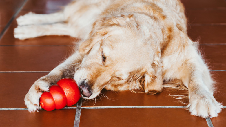 dog eating a kong