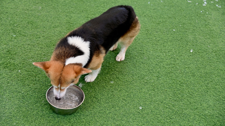 corgi getting a drink from water bowl with ice