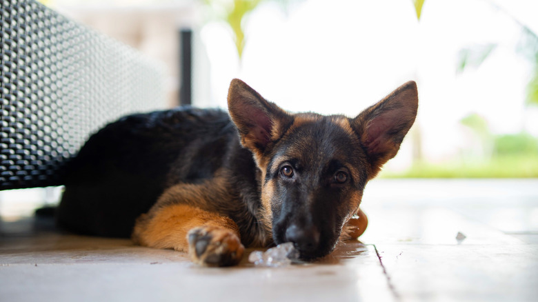 puppy lying on the floor next to ice cubes