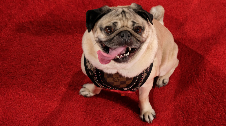 Doug the Pug appears on the red carpet