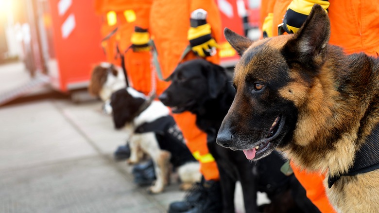 dogs of various breeds on leashes next to rescue workers