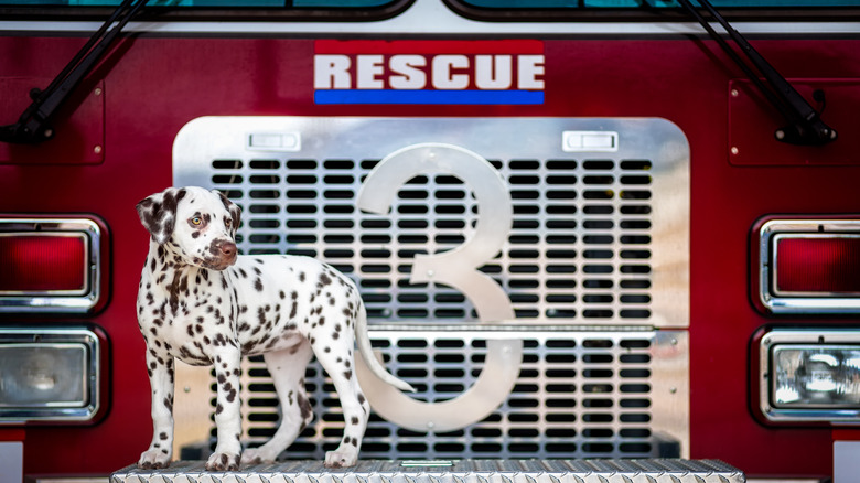 Dalmatian puppy standing on front of fire truck