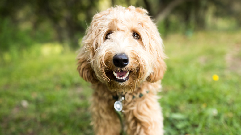 A Labradoodle smiles outside for the camera