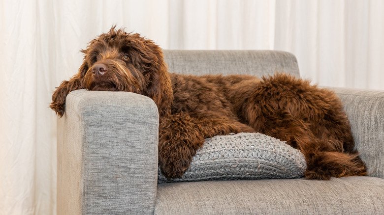 A Labradoodle lounging on a chair