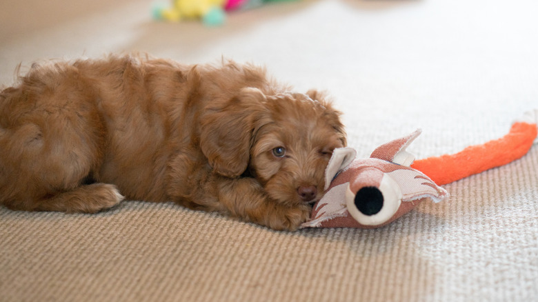 An Australian Labradoodle puppy with a toy